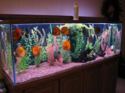 Discus Angelfish Aquarium