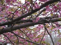 img_5275.JPG