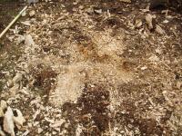 stump6