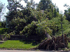 treedhouse.jpg