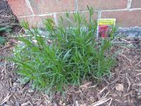 limerock ruby coreopsis