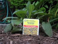 black eyed susan
