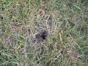 Underground Yellowjacket Nest