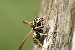 Yellowjacket Wasp