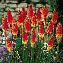 kniphofia-from-spring-hill-nursery