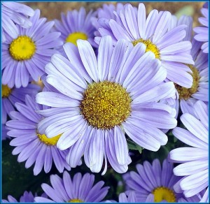 daisies