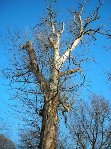 deadtree