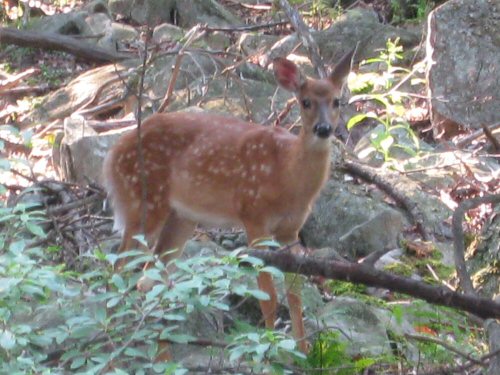 deer_spotted_from_an_overlook