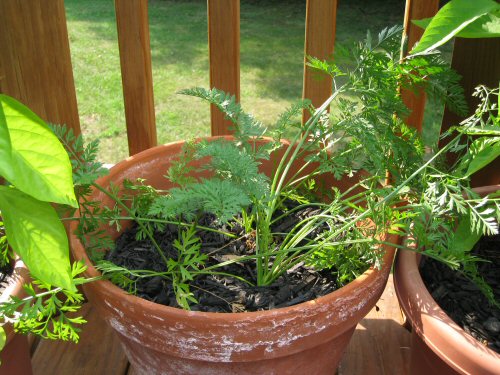 carrot tops in deck pot carrot tops in deck pot