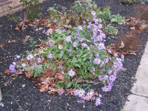 blue aster with fall leaves