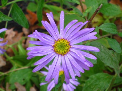 blue aster up close (purple flower)