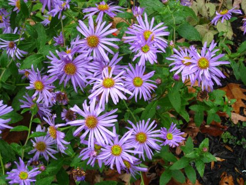 blue aster from a distance