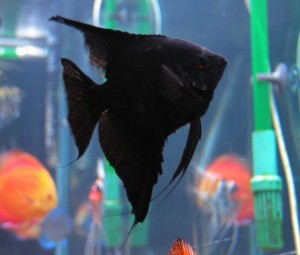 black veil angelfish