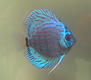 blue turquoise discus