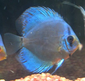 cobalt blue discus