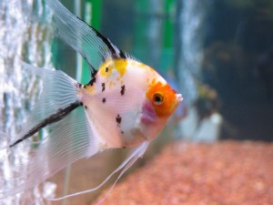 large angelfish with thin fins