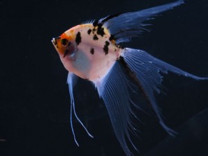 koi veil angel fish