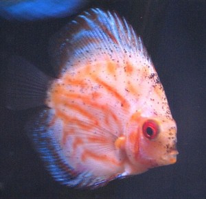 leopard discus