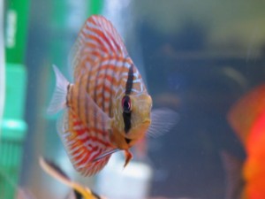 leopard discus