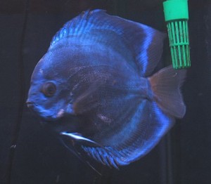 midnight blue discus