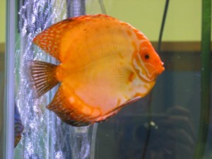 large pigeon blood discus