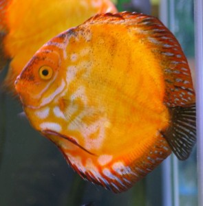 small pigeon blood discus