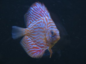 red turqoise discus