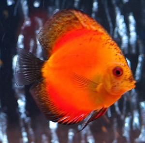 sunset orange discus