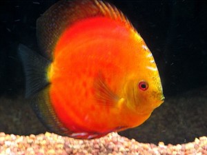 orange discus