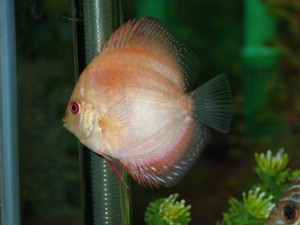 tangerine discus