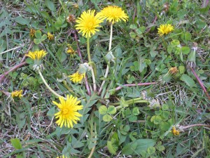 Dandelions