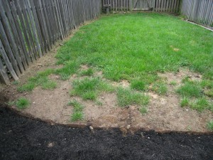 bare patches in lawn from dog waste