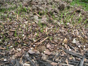 newly emerged grass