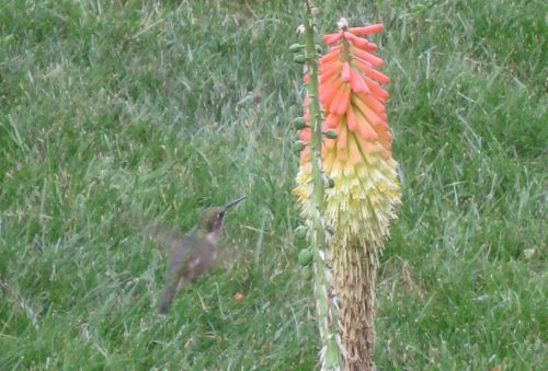 Hummingbird on Kniphofia