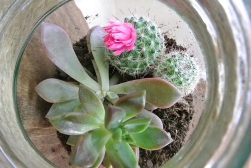 Succulents in Mason Jar - OPC The Better Half