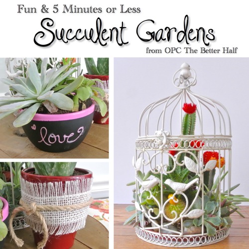 3 Succulent Garden Ideas - OPC The Better Half