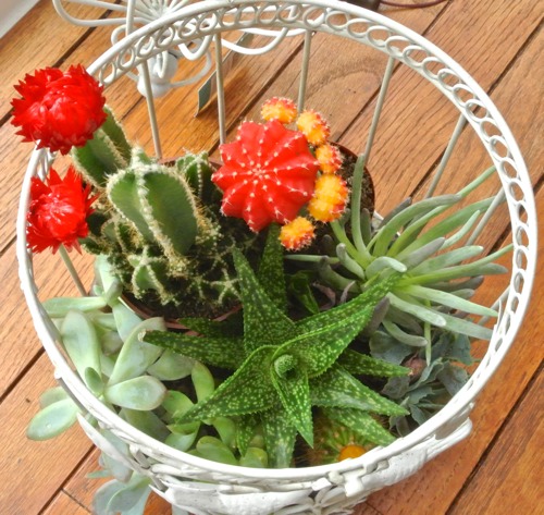 Birdcage Succulent Garden - OPC The Better Half