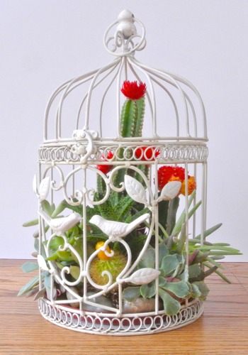 Birdcage Succulent Garden - OPC The Better Half